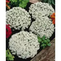 Семена за Алисум бял Alyssum annual carpet