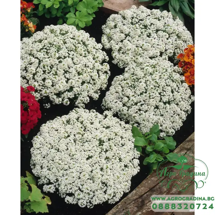 Семена за Алисум бял Alyssum annual carpet