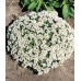 Семена за Алисум бял / Alyssum annual carpet