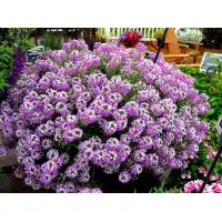 Семена за Алисум Лилав Alyssum annual royal