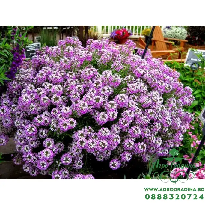 Семена за Алисум Лилав Alyssum annual royal