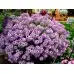 Семена за Алисум Лилав Alyssum annual royal