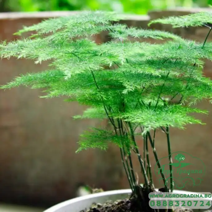 Семена за Аспарагус Asparagus plumosus nano