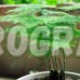 Семена за Аспарагус / Asparagus plumosus nano