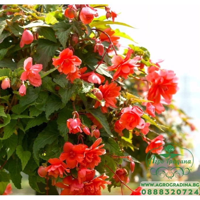 Семена за каскадна Бегония червена / Begonia tuberhybrida pendula