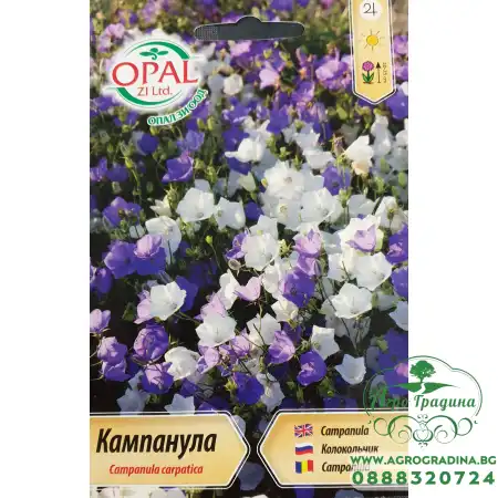 Кампанула Многогодишна