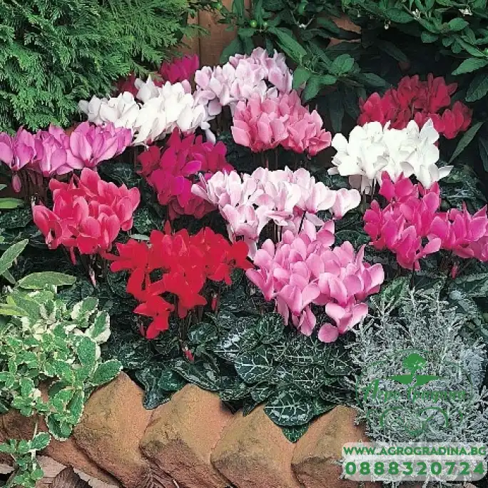 Семена за Цветя Циклама Cyclamen persicum