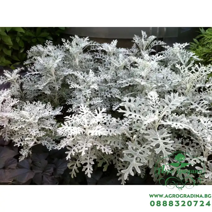 Семена за Цинерария сребриста Cineraria maritima