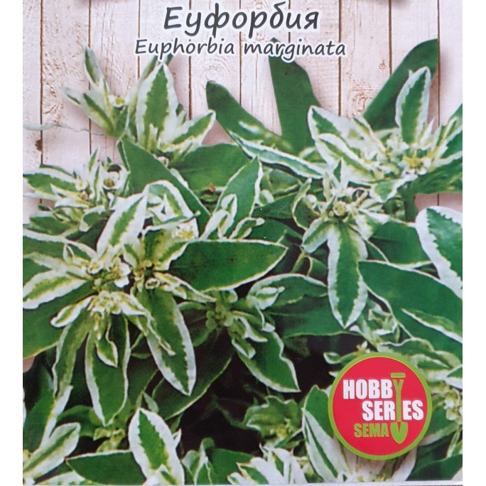 Еуфорбия / Euphorbia marginata