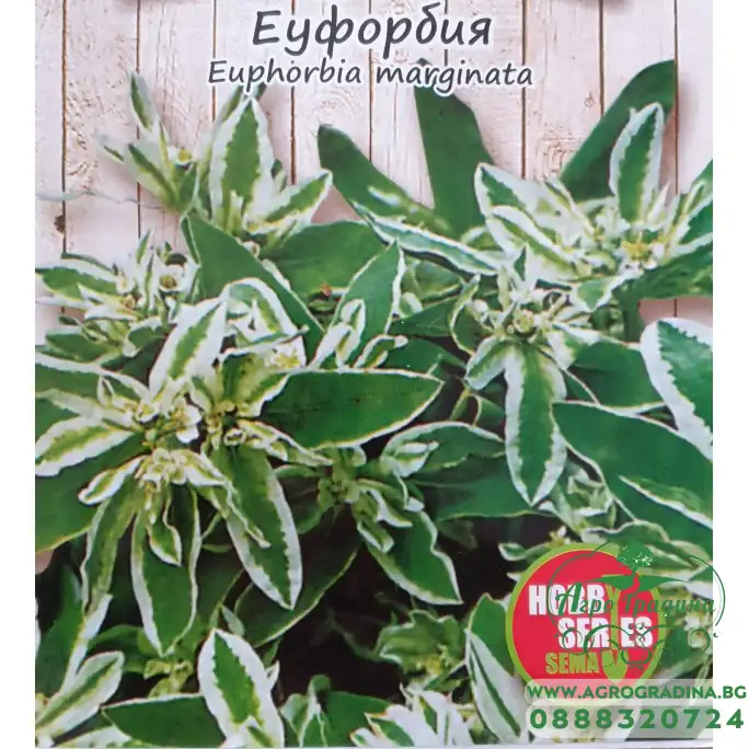 Еуфорбия Euphorbia marginata Еуфорбия Euphorbia marginata