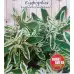 Еуфорбия Euphorbia marginata