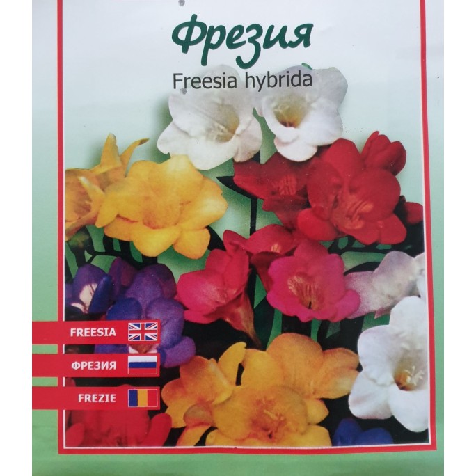 Фрезия / Freesia hybrida