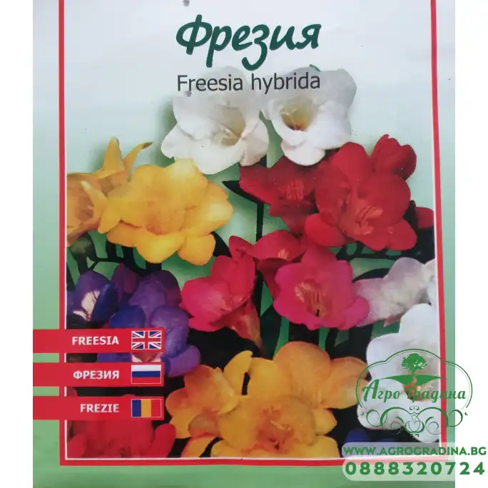 Фрезия Freesia hybrida