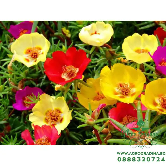 Семена за Калдаръмче микс