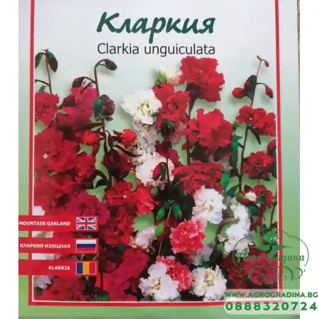 Кларкия Clarkia unguiculata