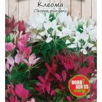 Клеома Cleome pungers