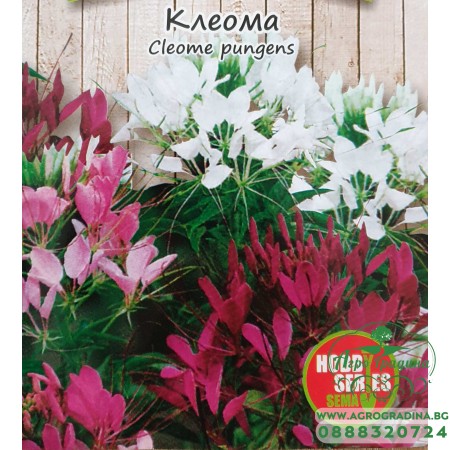 Клеома / Cleome pungers
