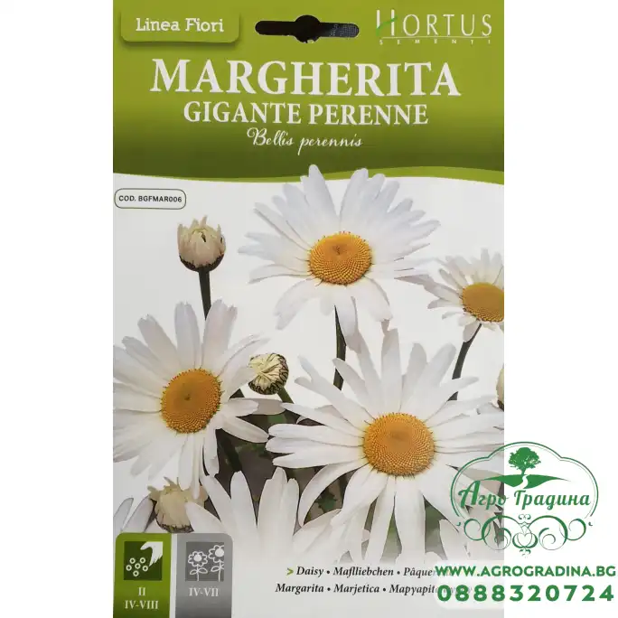 Маргаритка Многогодишна Гигант Bellis Perennis Маргаритка Многогодишна Гигант Bellis Perennis