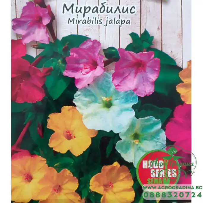 Мирабилис Mirabilis jalapa