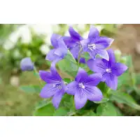 Семена за Цветя Платикодон Platycodon grandiflorus