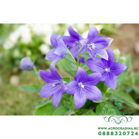 Семена за Цветя Платикодон / Platycodon grandiflorus
