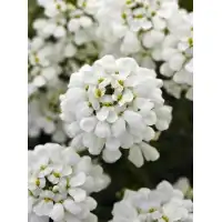 Семена за Иберис Iberis sempervirens