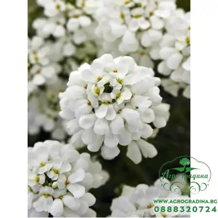 Семена за Иберис Iberis sempervirens