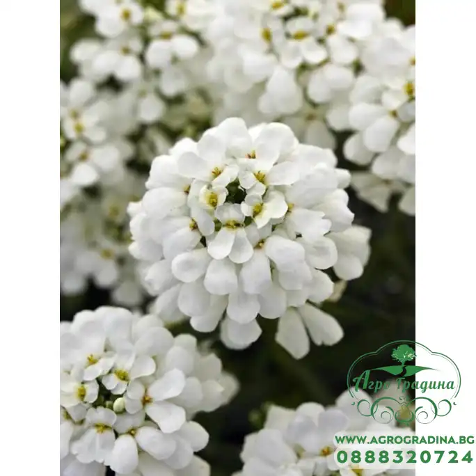 Семена за Иберис Iberis sempervirens