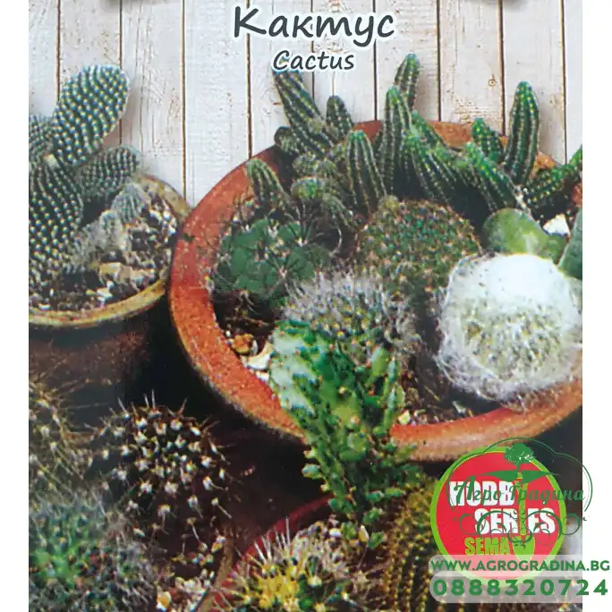 Кактус микс Cacyus mix