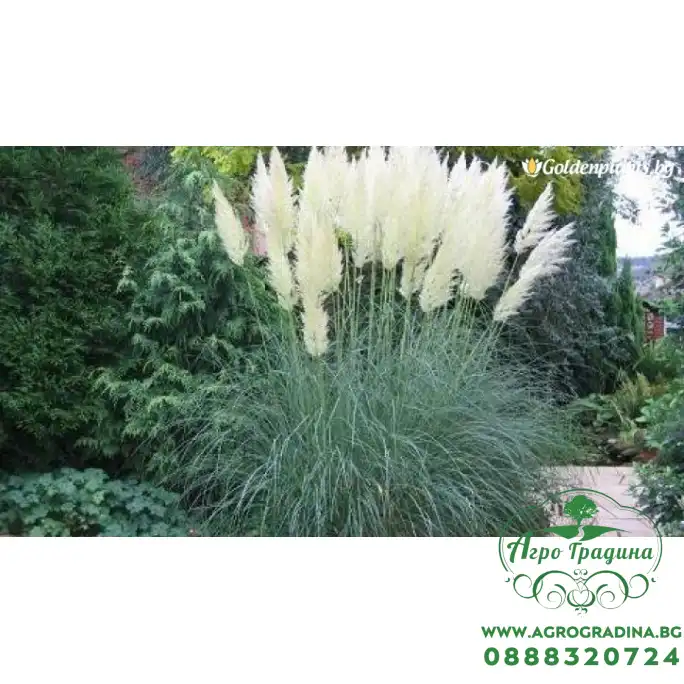 Семена за Кортадерия Пампаска трева бяла