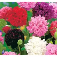 Семена за Мак къдрав Papaver somniferum