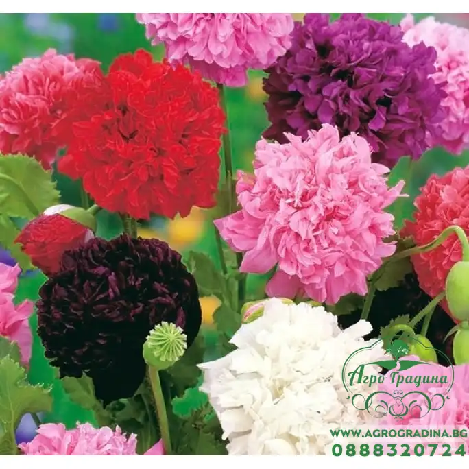 Семена за Мак къдрав Papaver somniferum