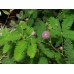 Семена за Срамежлива Мимоза / Mimosa pudica (чувствителна на допир)