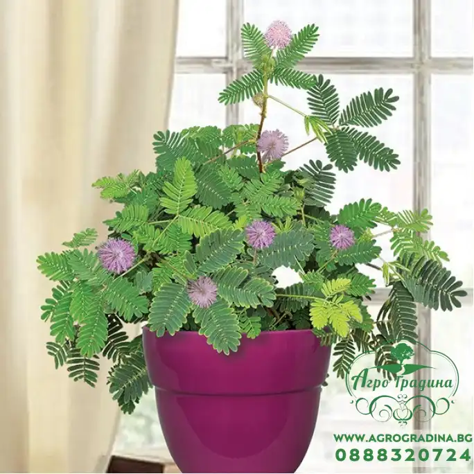 Семена за Срамежлива Мимоза Mimosa pudica (чувствителна на допир)