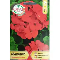 Мушкато (червени цветове) F1 Pelargonium x hortorum