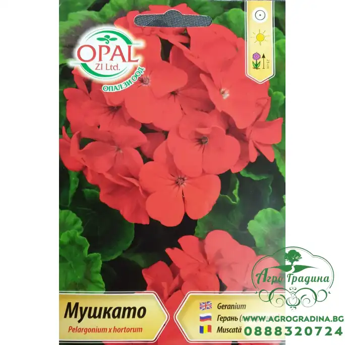 Мушкато (червени цветове) F1 Pelargonium x hortorum Мушкато (червени цветове) F1 Pelargonium x hortorum