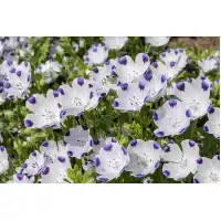 Семена за Немофила (бебешки сини очи) Nemophila maculata