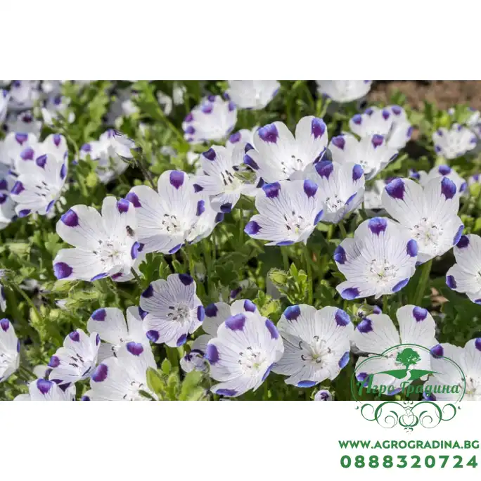 Семена за Немофила (бебешки сини очи) Nemophila maculata