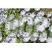 Семена за Немофила (бебешки сини очи) / Nemophila maculata
