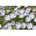 Семена за Немофила (бебешки сини очи) Nemophila maculata