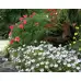 Семена за Немофила (бебешки сини очи) Nemophila maculata