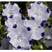 Семена за Немофила (бебешки сини очи) Nemophila maculata