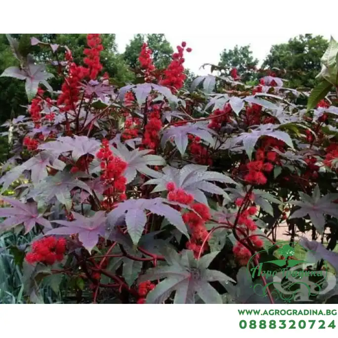 Семена за Рицин Ricinus mixed