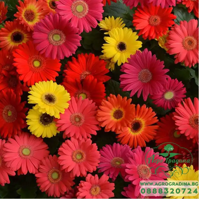 Семена за Гербер Gerbera jamesonii