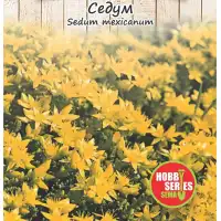 Семена за Седум (Тлъстига) Sedum spectabile mexicanum