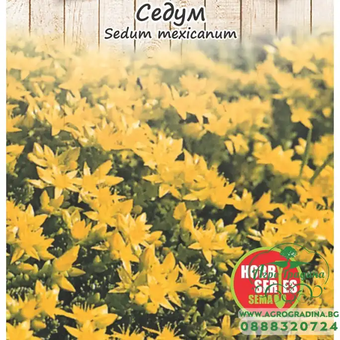 Семена за Седум (Тлъстига) Sedum spectabile mexicanum