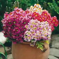 Семена за Цветя Шизантус Schizanthus wisetonensis