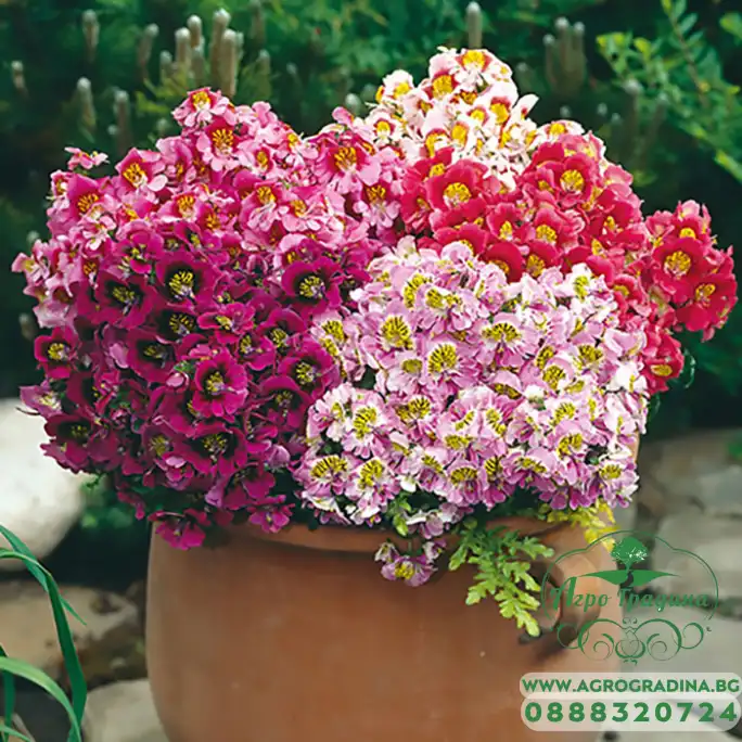 Семена за Цветя Шизантус Schizanthus wisetonensis