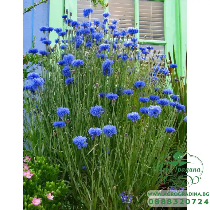 Семена за Цветя Синчец Centaurea Cyanus
