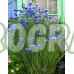 Семена за Цветя Синчец / Centaurea Cyanus